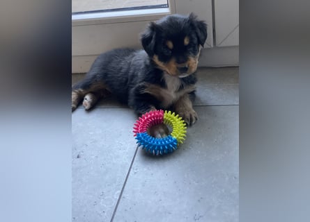Supersüsse Australian Shepherd Welpen