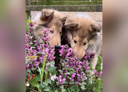 Colliewelpen im amerikanischen Typ