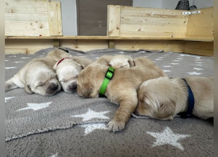 Golden Retriever Welpen mit Ahnentafel
