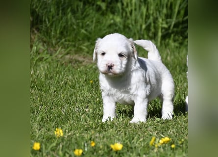 traumhaft hübscher Tibet Terrier Welpen aus erfahrender Zucht  sind geboren dürfen im Juni ausziehen