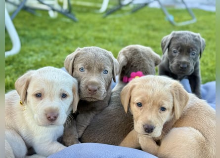 Labrador Welpen Arbeitslinie Silber Weiß Rüde Hündin Düsseldorf