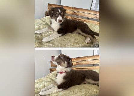 1 kleine Australian Shepherd Hündin( Welpe) braun/redtri (Minimix/Reinrassig)+ Gesundheitszeugnis