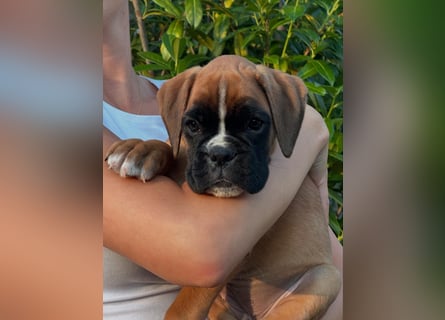 Boxerwelpen aus vorzüglicher Verpaarung
