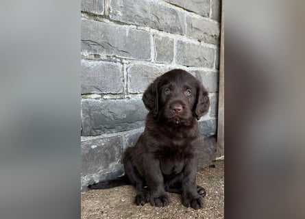 Labradoodle F1