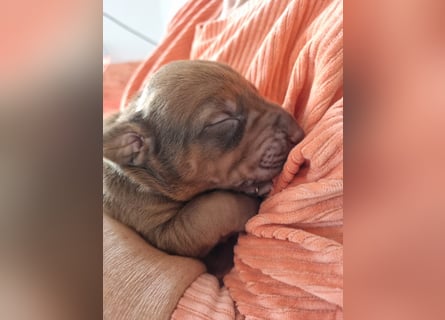 Rhodesian Ridgeback Welpen *livernose* 19./20.Mai2025