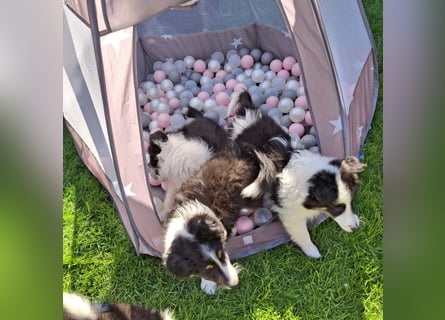 Sheltie Shetland Sheepdog
