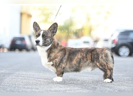 Welsh Corgi Cardigan puppies