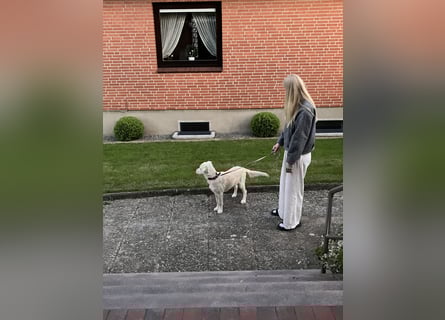 Wunderschöne Goldene Retriever Hündin - 6 Monate