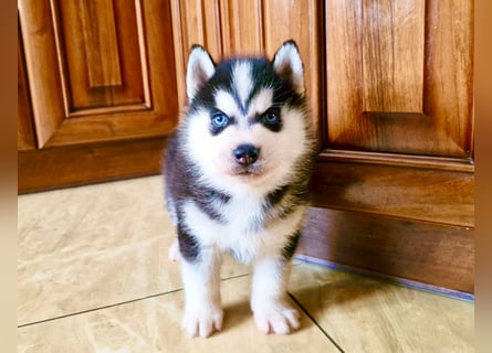 FCI Pedigree Blue Eyed Black & White Siberian Husky Champion Puppy