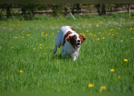 Sportlicher Familienhund - Irish Red and White Setter