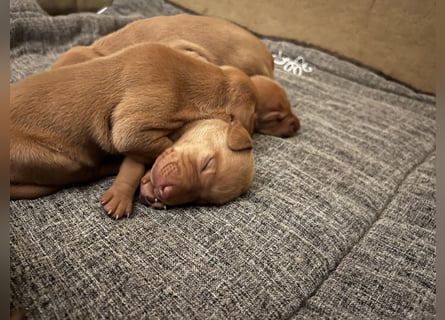 Magyar Vizsla Welpen