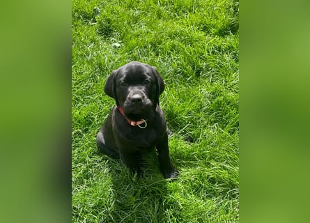 2 Labrador Retriever Weibchen Welpen mit Ahnenpass, Eltern HD, ED, PL, OCD, Augen und Genetisch frei