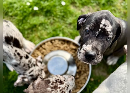 Superschöne nicht ganz reinrassige Deutsche Doggenwelpen können bald ausziehen