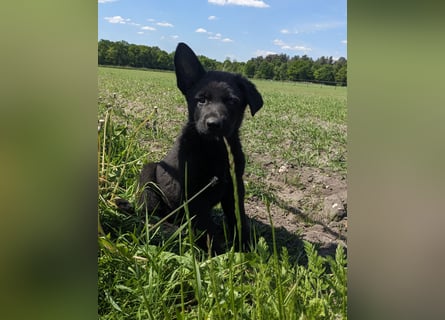 Deutscher schwarzer schäferhund mit Papieren
