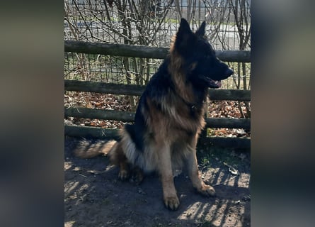 Langstockhaar Schäferhund  Rüde