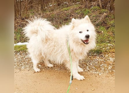 ❤️ wunderschöner Samojede LEO - 3 Jahre, 55cm/25kg