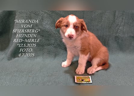 Border Collie-Welpen , black-,choco-,red-white und red-,black-merle