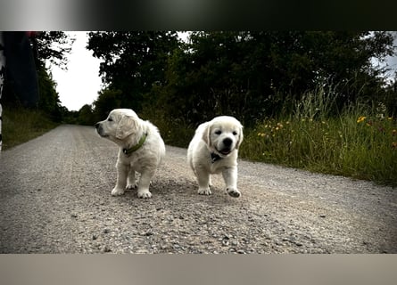 Wesensfeste leinenführige Golden Retriever Welpen mit Stammbaum