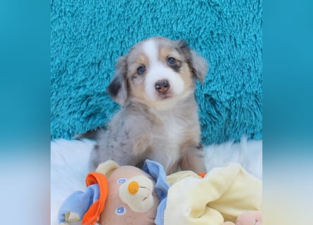 Super schöne Miniature Australian Shepherd Schmusebärchen aus liebevoller Hausaufzucht .