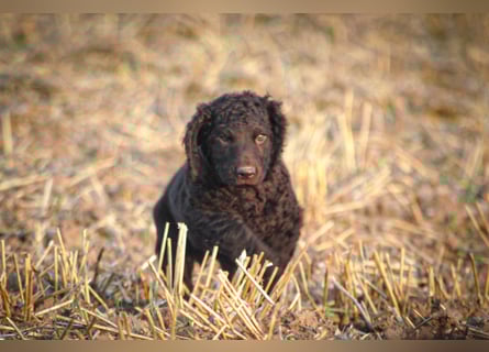 Irish Water Spaniel Welpen / Nichthaarend / FCI - VDH Zucht
