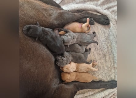 Labradorwelpen