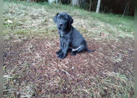 Deutsche Dogge Welpen