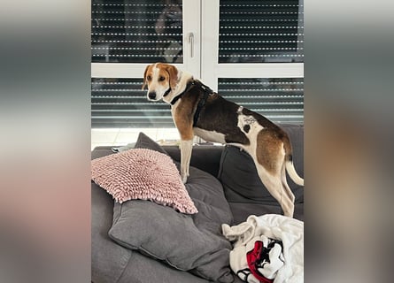 Verschmuster Familienhund Lona, zu besuchen in Bad Nauheim