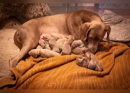Weimaraner-Mix Welpen aus liebevoller Verpaarung – 12 kleine Wunder suchen ihr Zuhause