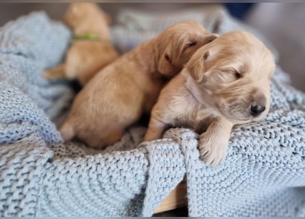 Labradoddle F1