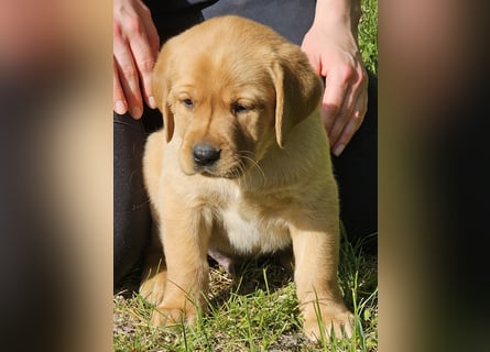 Labrador Welpen Foxred