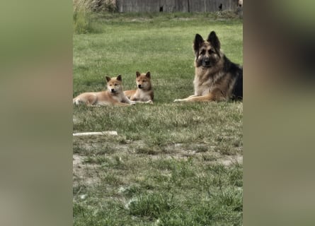 Shiba inu Welpen.   vom Haus Joe   ,Liebhaberzucht