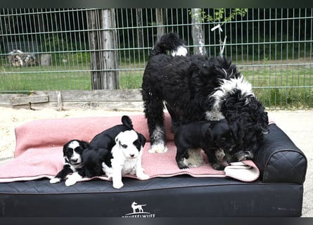bezaubernde Tibet Terrier Welpen aus liebevoller Zucht dürfen Ende Juli ausziehen..