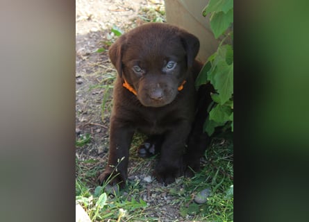 LABRADOR WELPEN Reinrassig mit Ahnentafel - GRAU und BRAUN - Beste Familienzucht