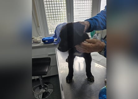 Nova – Kleine Powermaus mit viel Charme sucht aktive Menschen