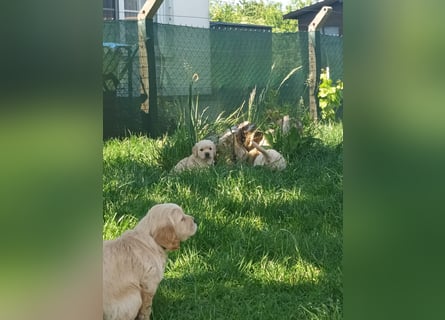 Golden retriever welpen mit Ahnentafel