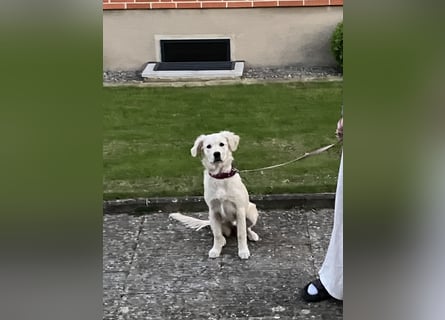 Wunderschöne Goldene Retriever Hündin - 6 Monate