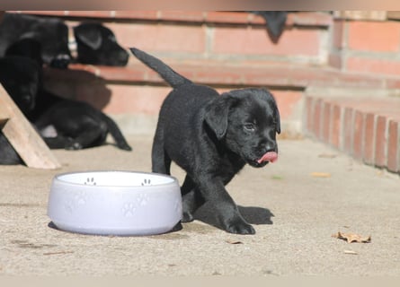 Labrador Welpen