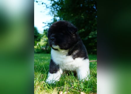 Amerikanische Akita