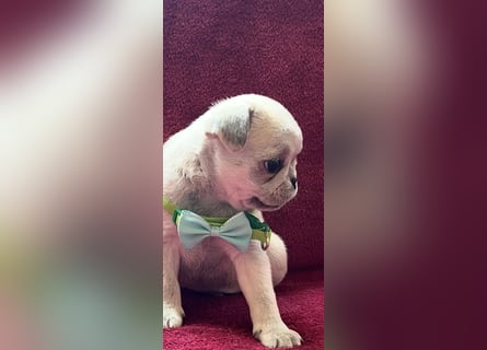 Mops Welpen ( noch 2 Rüde)