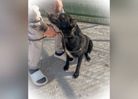Schwarze Schönheit BELLA sucht ihre Menschen