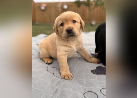 Labrador Welpen mit Ahnentafel