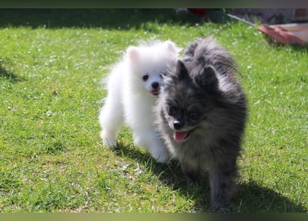 Zwei kleine Eisbären Zwergspitz Pomeranian suchen Kuschelpartner