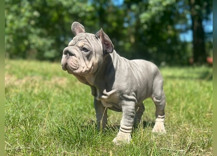 Typvolle gesunde freiatmende französische bulldoggen