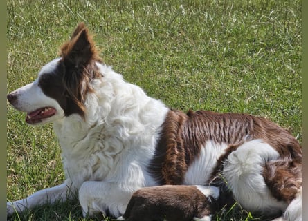 Border Collie Welpen