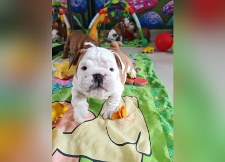 Englische Bulldogge Welpen mit FCI Papiere