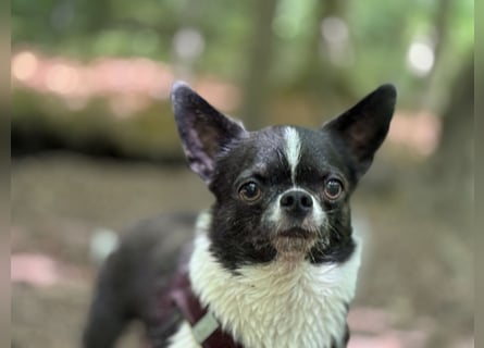 Wir haben aktuell Welpen. 2 Chihuahua Mädels