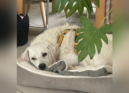 Francesco - Wo sind die Freunde von großen, gemütlichen Hunden