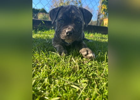 Cane corso mastiff mix 