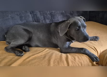 Süße Labradorwalmaraner/ American bully (pocket) Mix
