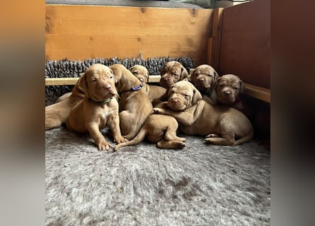 Magyar Vizsla aus Jagdlicher Leistungszucht. Ein Rüde sucht noch sein perfektes Zuhause